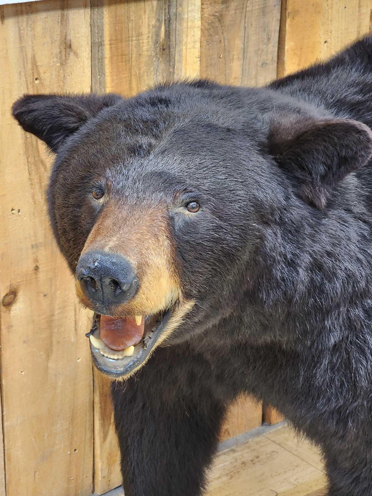FH31B - FAT Black Bear Full Body Taxidermy Mount