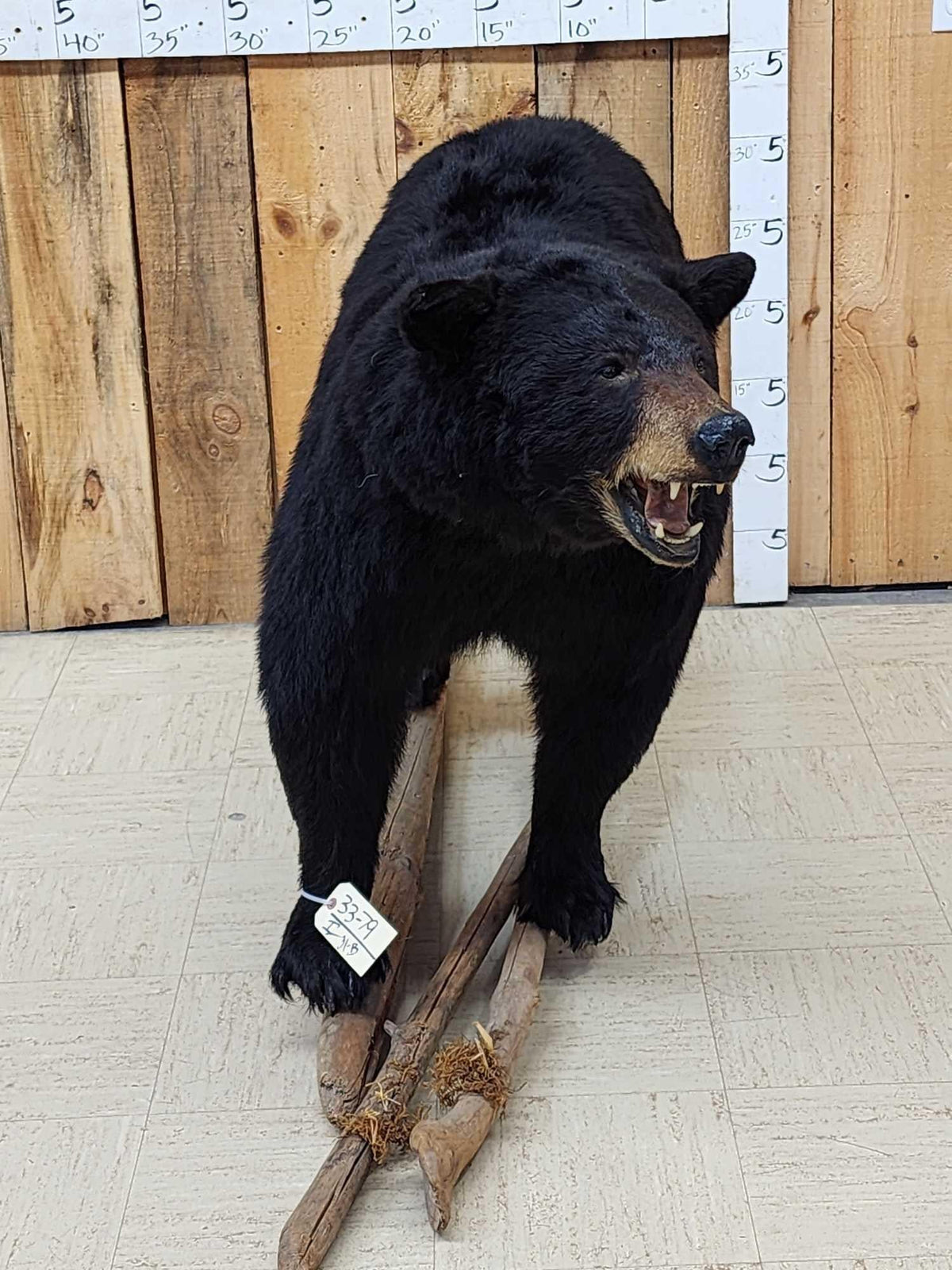 FH31B - FAT Black Bear Full Body Taxidermy Mount