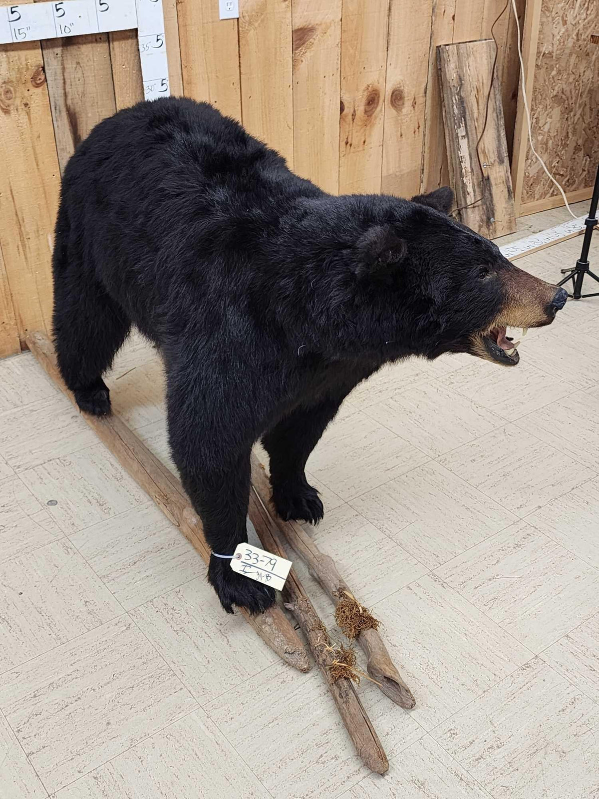FH31B - FAT Black Bear Full Body Taxidermy Mount
