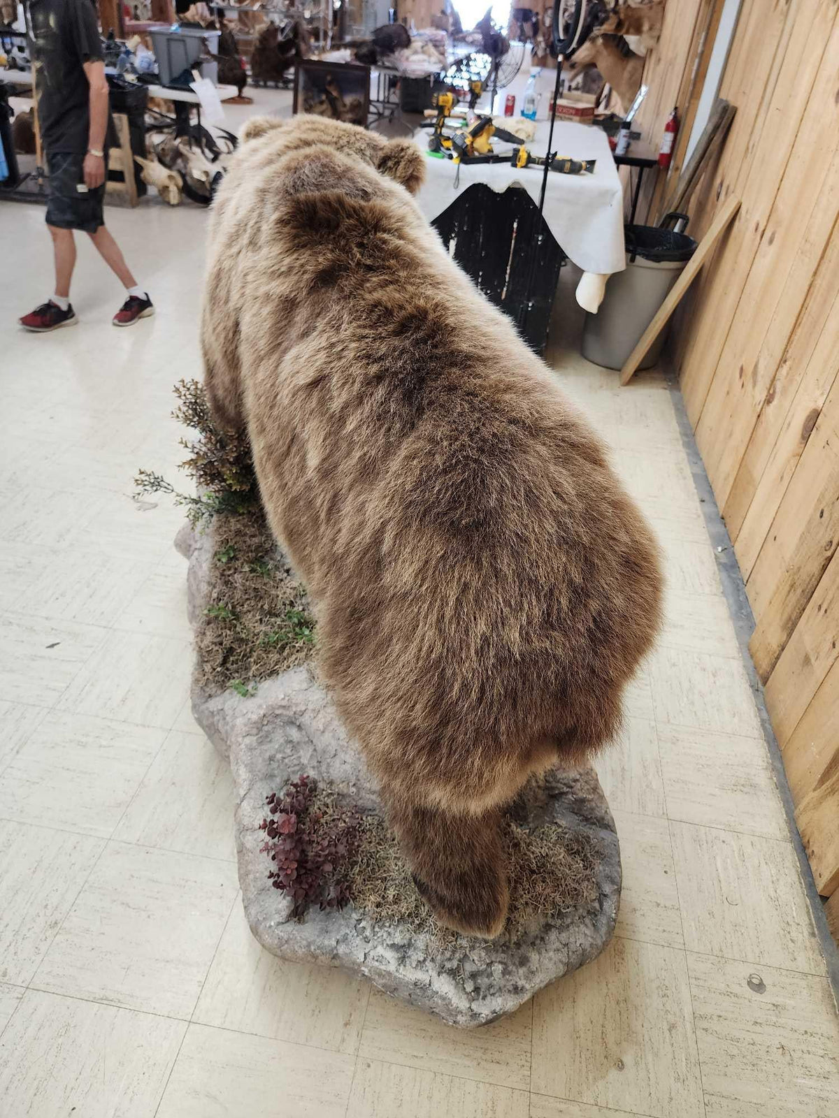 FH31D - NICE Alaskan Grizzly Bear Full Body Taxidermy Mount