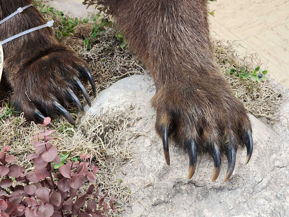 FH31D - NICE Alaskan Grizzly Bear Full Body Taxidermy Mount