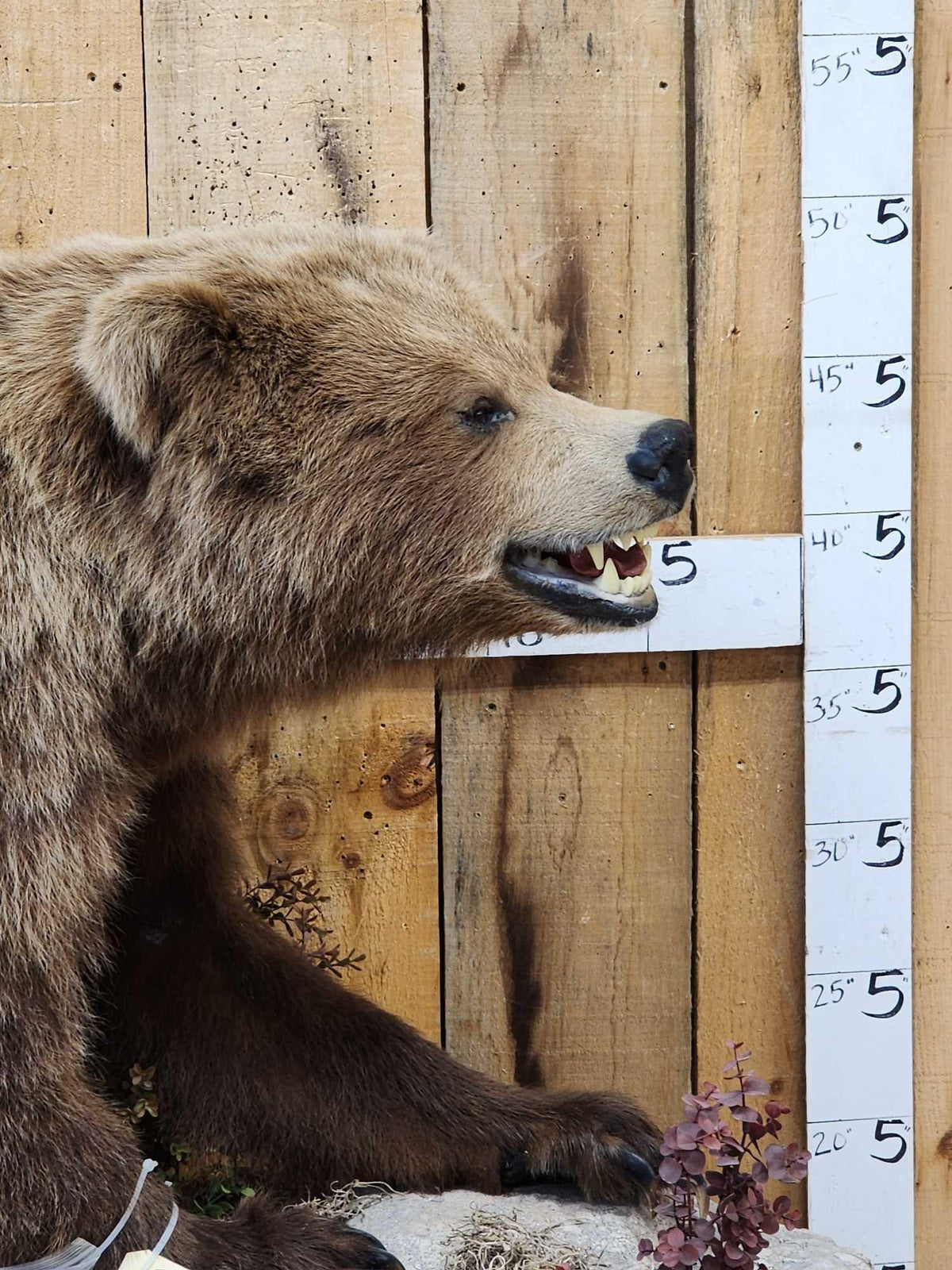 FH31D - NICE Alaskan Grizzly Bear Full Body Taxidermy Mount