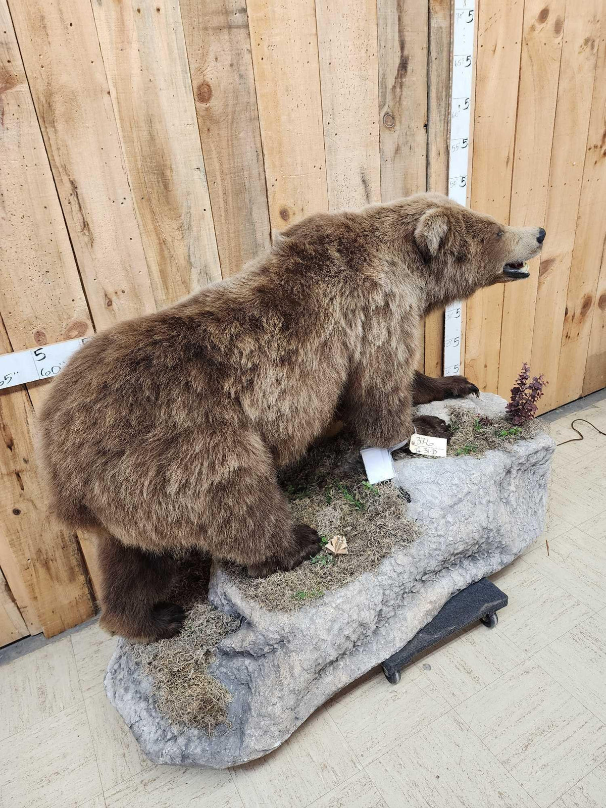 FH31D - NICE Alaskan Grizzly Bear Full Body Taxidermy Mount