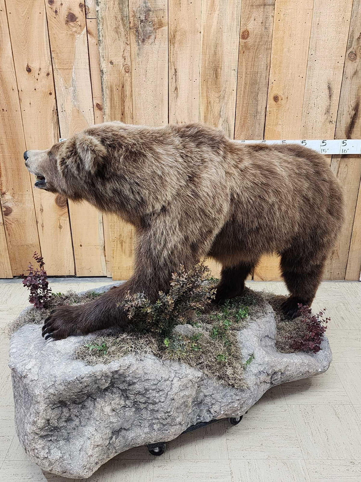 FH31D - NICE Alaskan Grizzly Bear Full Body Taxidermy Mount