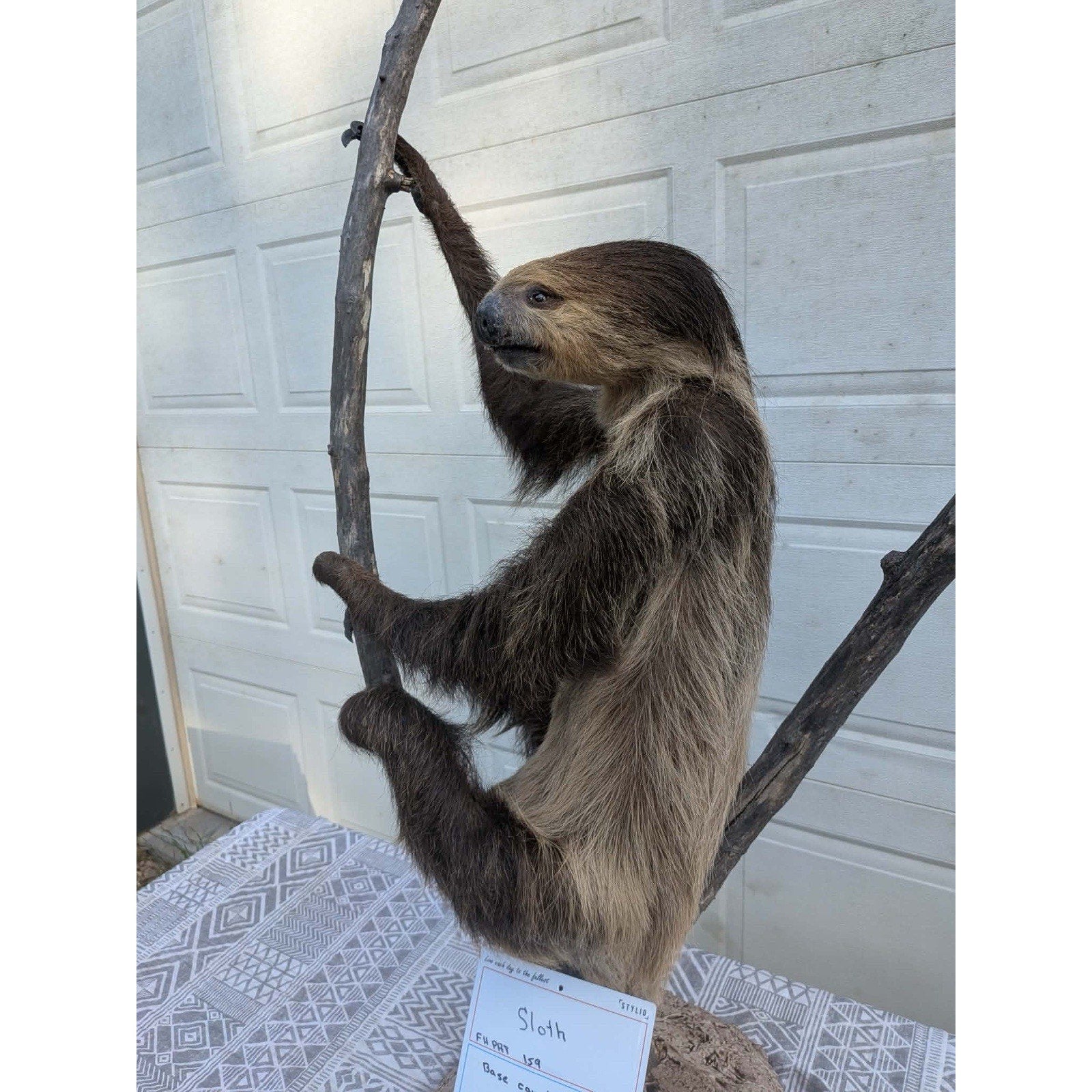 FHPAT159 - New Adult Sloth Taxidermy Mount Full Body