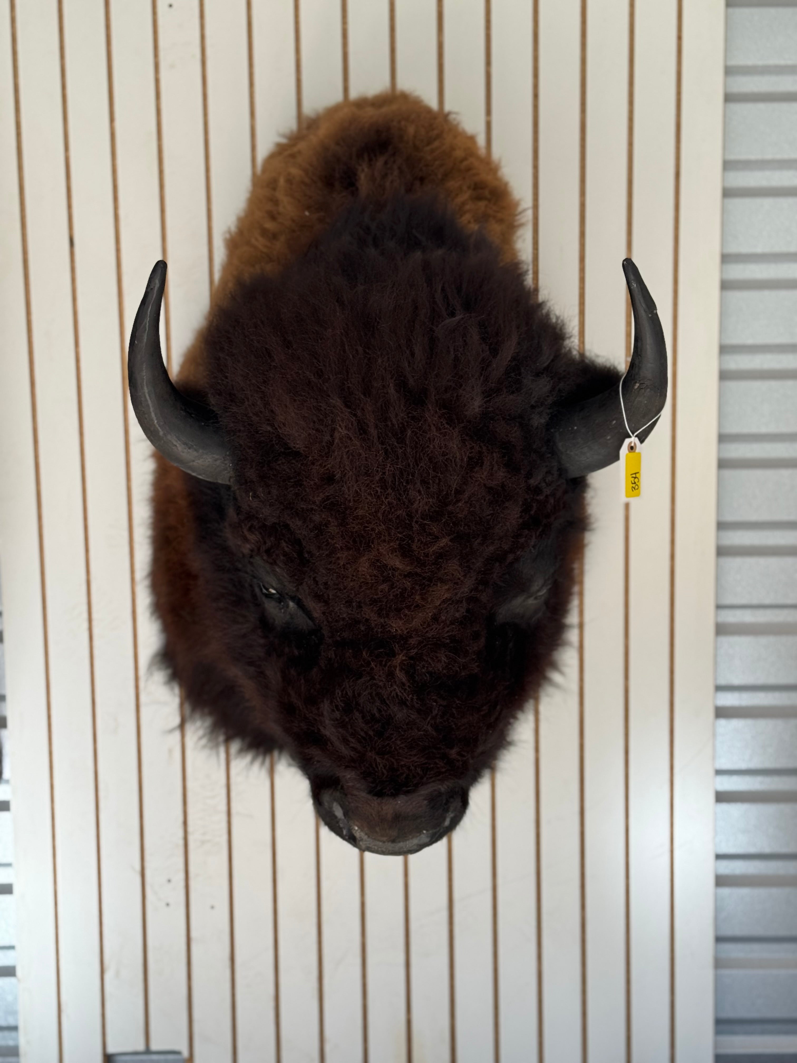 FHDAR354-massive Buffalo Taxidermy Shoulder mount Bull