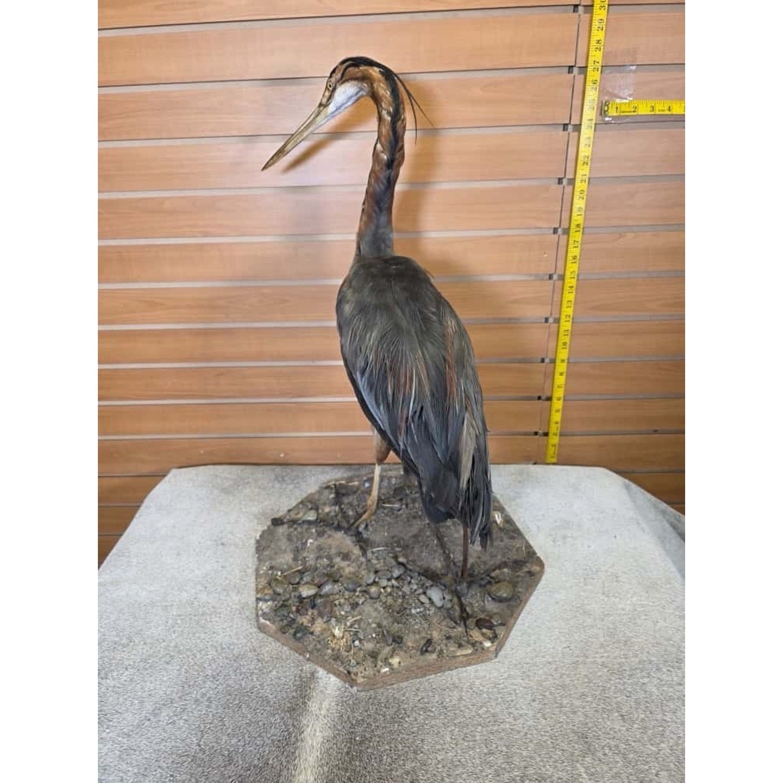 FHCM4- Purple Heron taxidermy mount