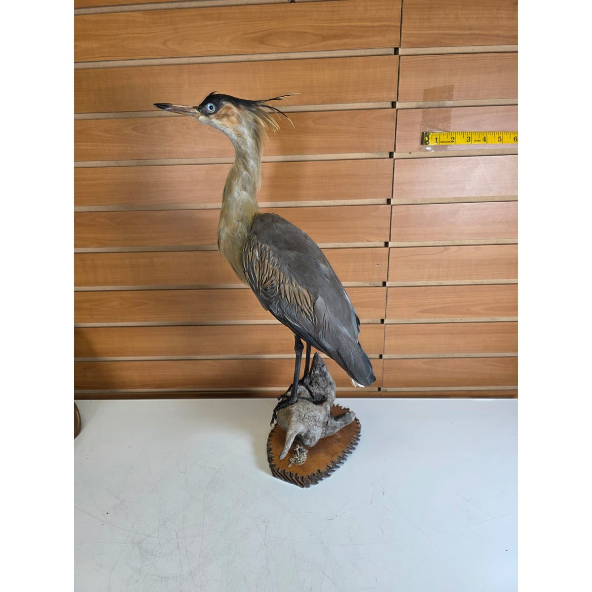 FHBB28 - Whistling Heron – Taxidermy Mount