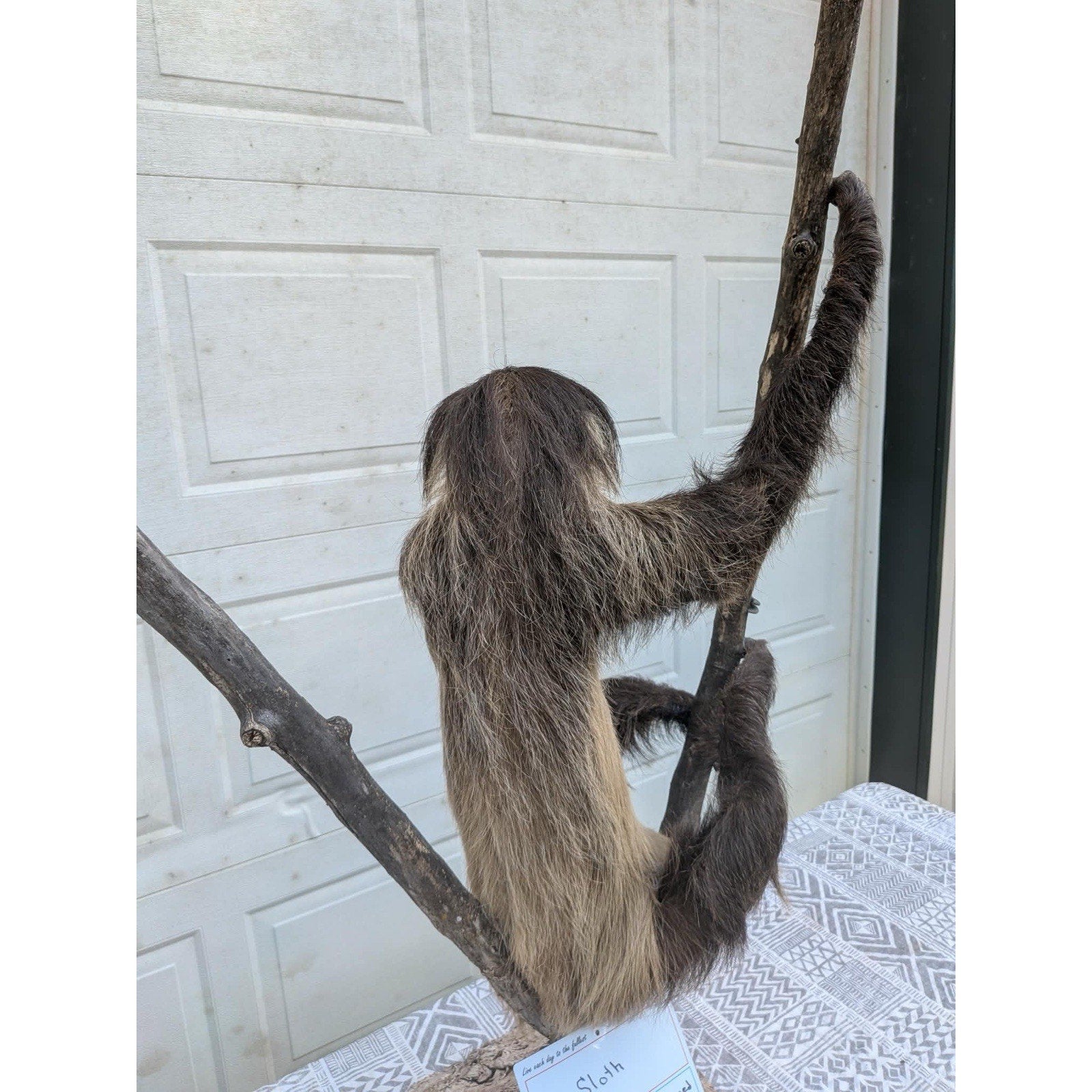 FHPAT159 - New Adult Sloth Taxidermy Mount Full Body