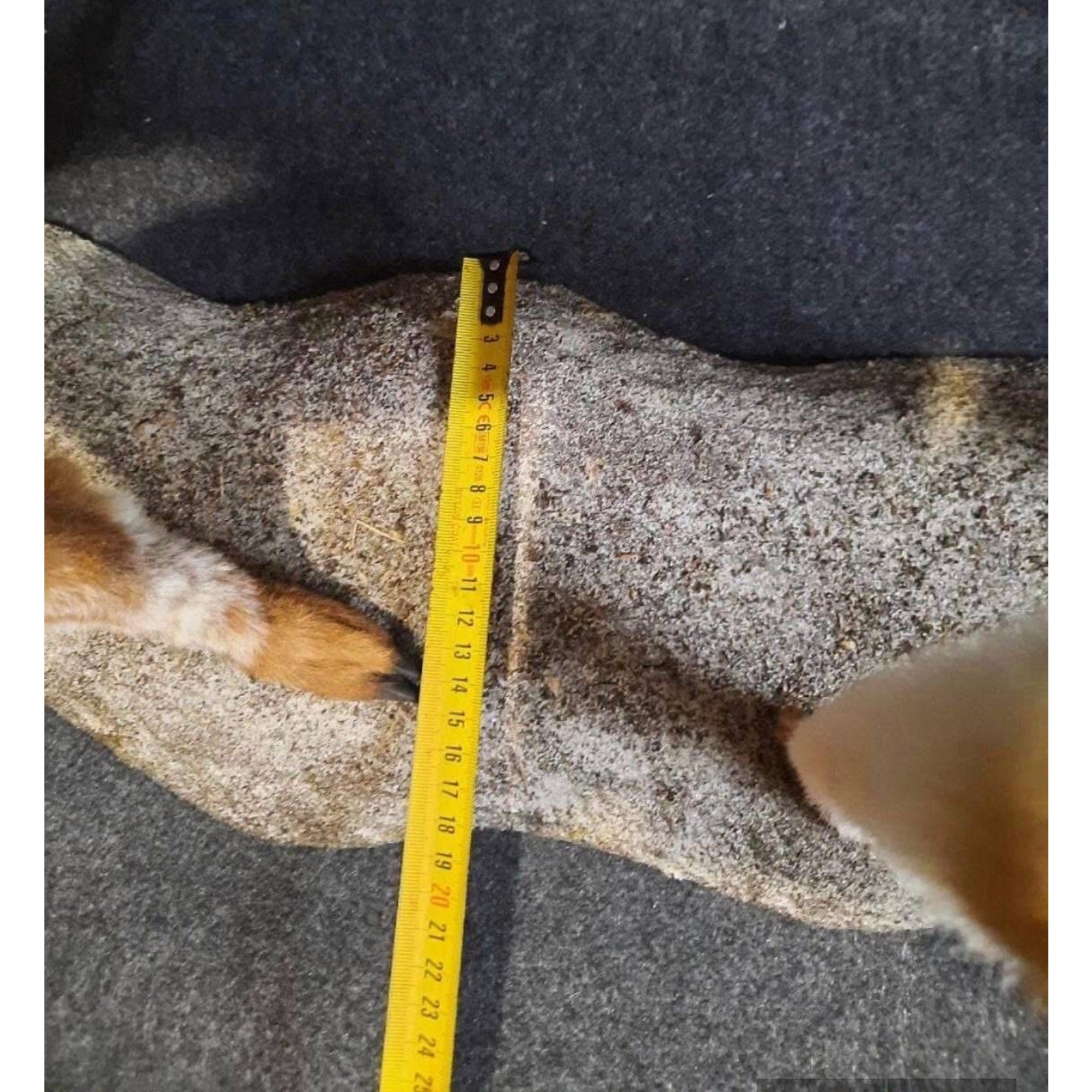 FHCM5 - Museum Quality Baby Llama Taxidermy Full Body Mount Lifesize