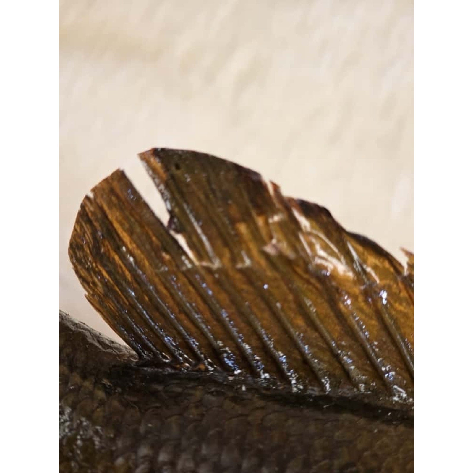 JTV207 - Small Mouth bass 17 1/2” Real Skin Fish Taxidermy Mount