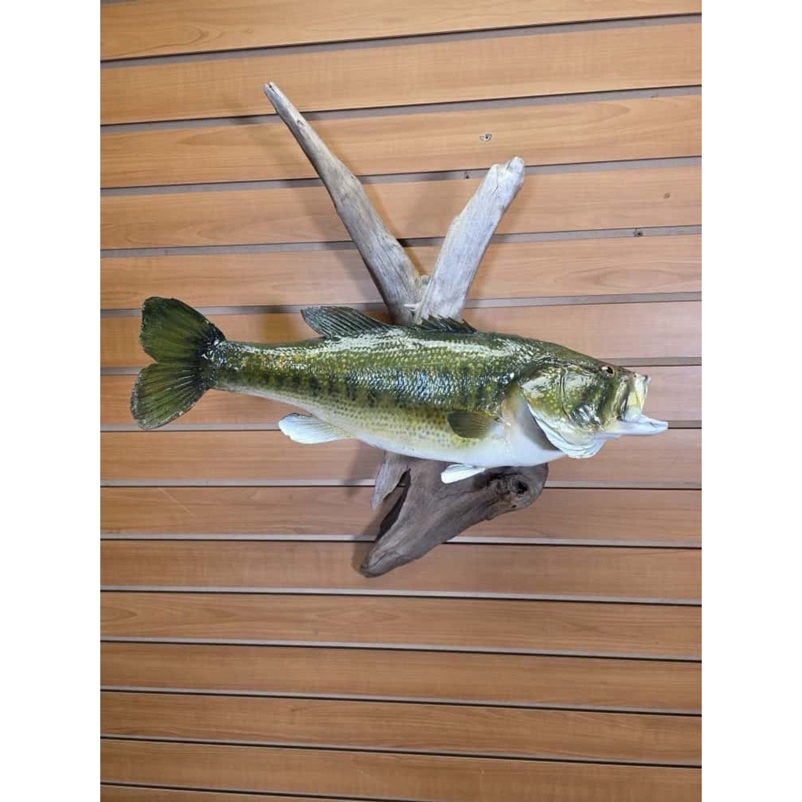 FHCM33 - Real Skin 20” Largemouth Bass Fish Taxidermy