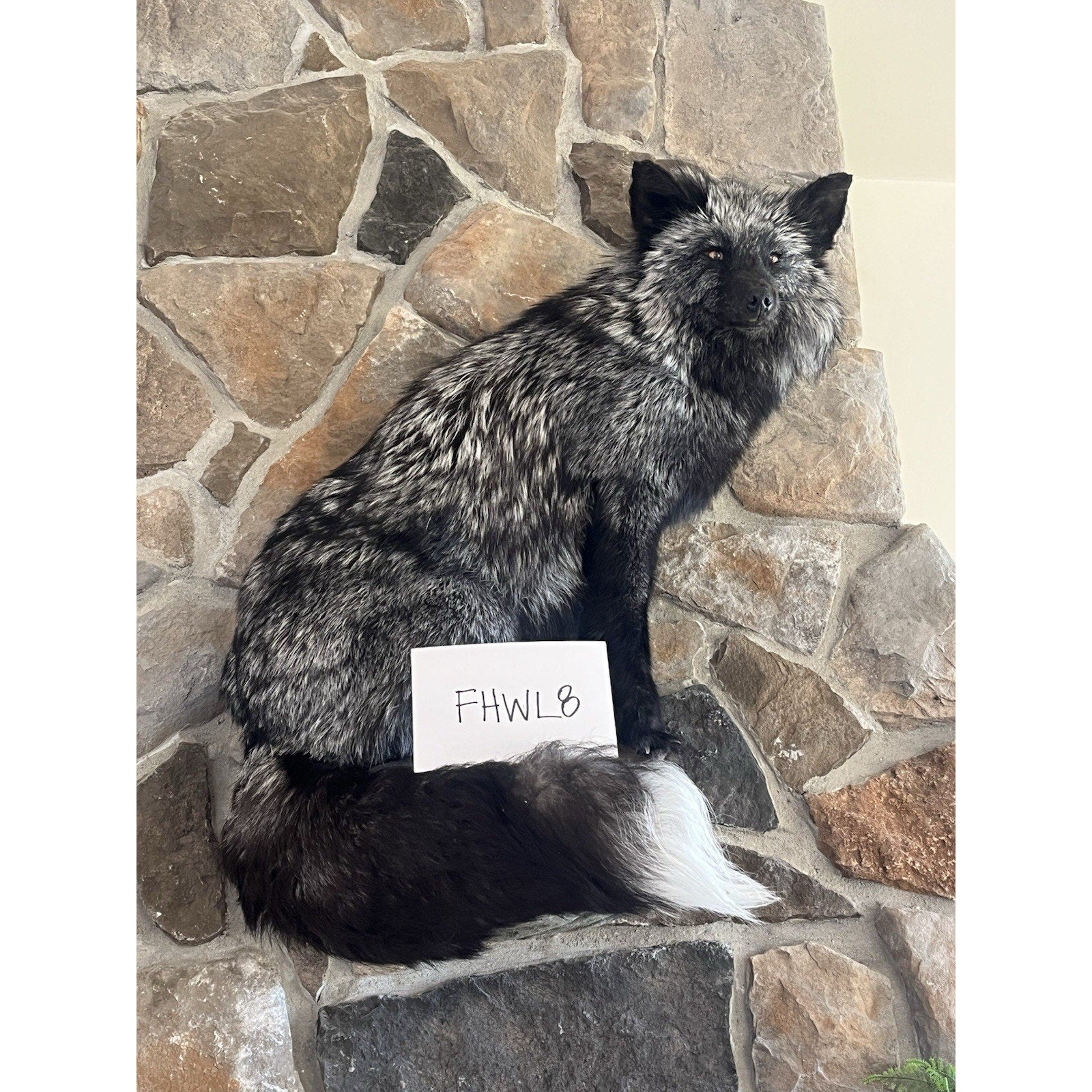 FHWL8 - Massive Silver Fox Taxidermy Full Body Mount
