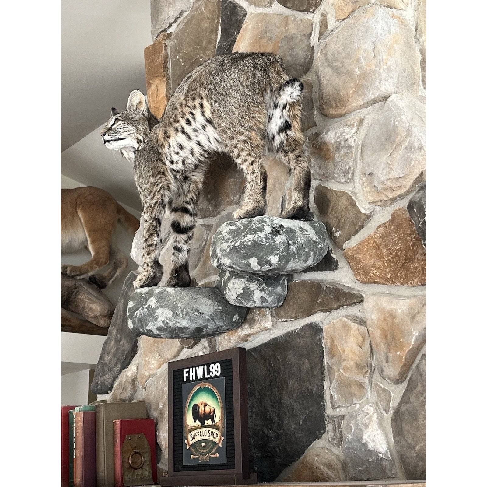 FHWL99 - Bobcat Taxidermy Full Body Mount