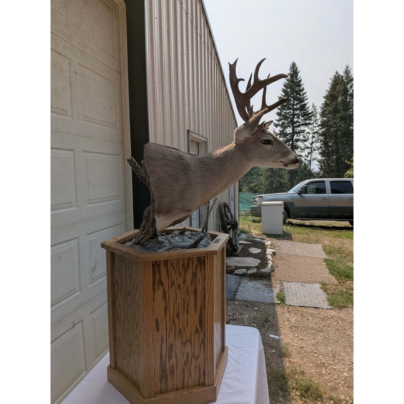 FHPATM22 - Cours Deer Pedestal Taxidermy Mount