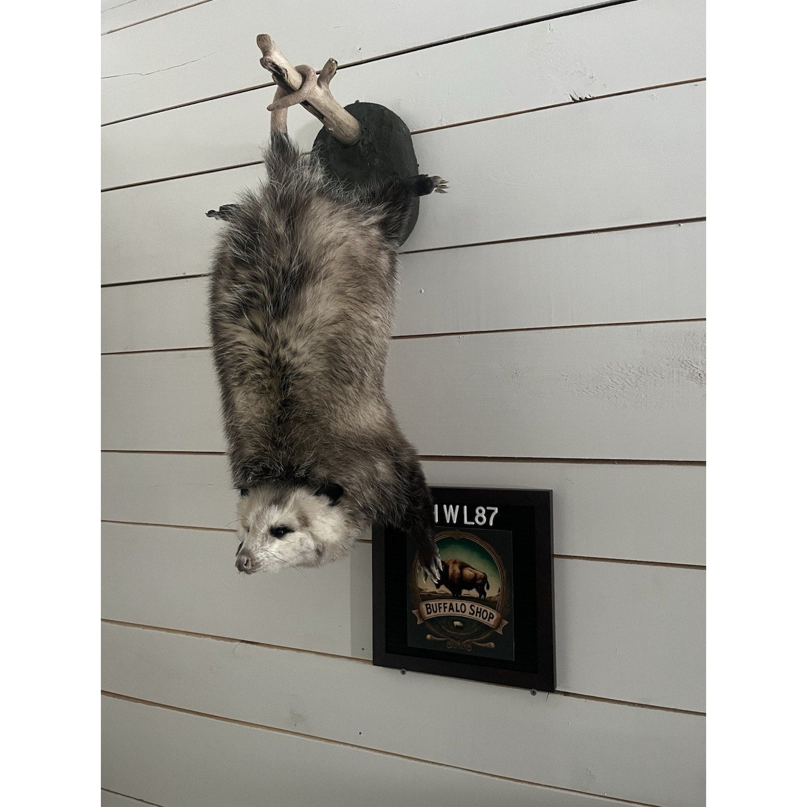 FHWL87 - Fat Opossum Hanging Taxidermy Full Body Mount
