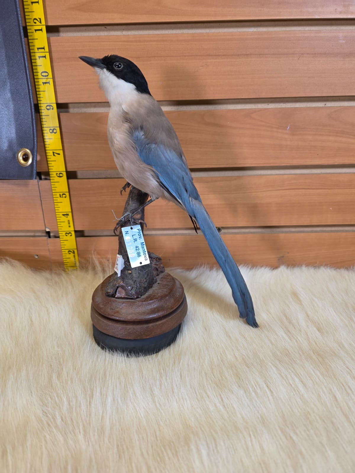 JF2 - Azure Winged Magpie taxidermy bird mount