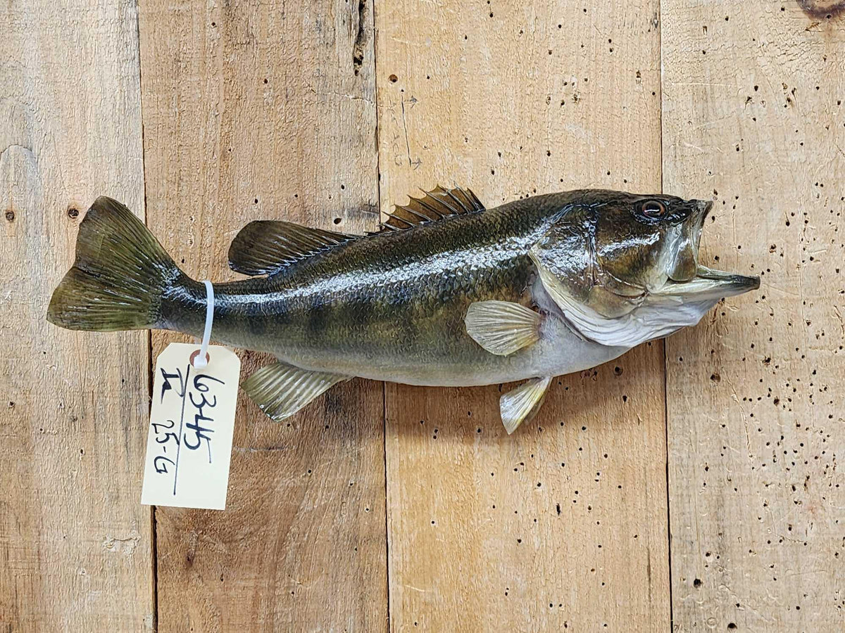 FH25G - 20" Bass Real Skin Fish Taxidermy