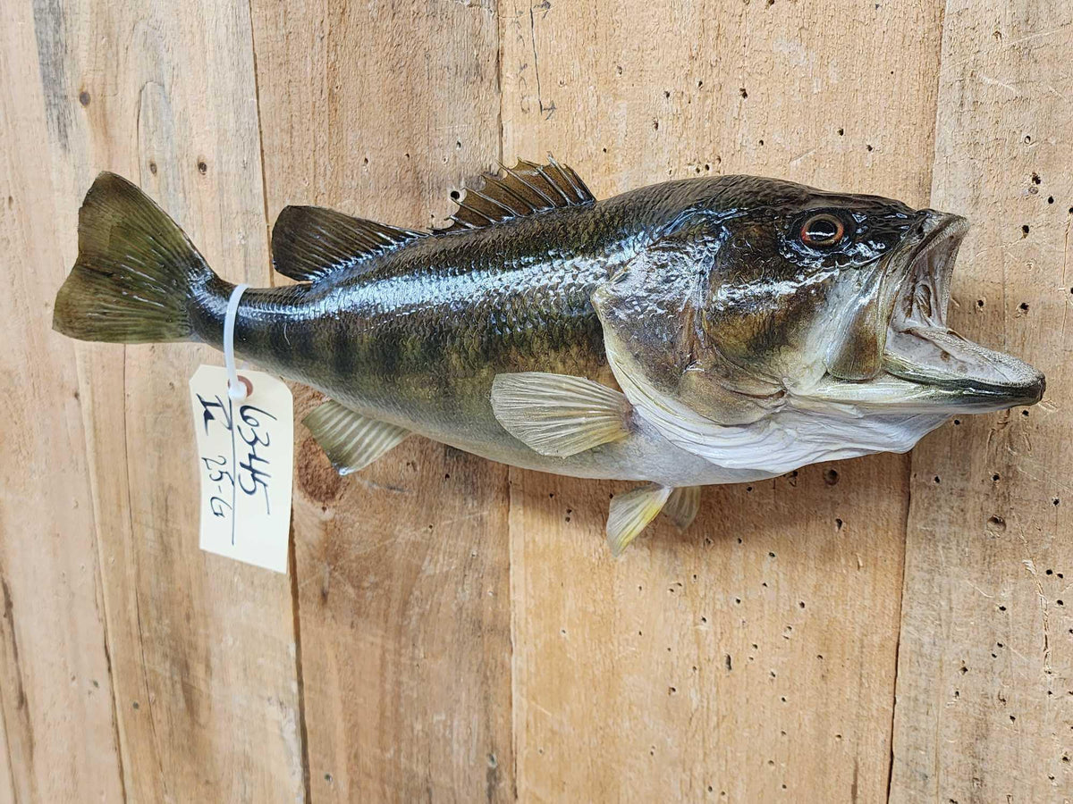FH25G - 20" Bass Real Skin Fish Taxidermy