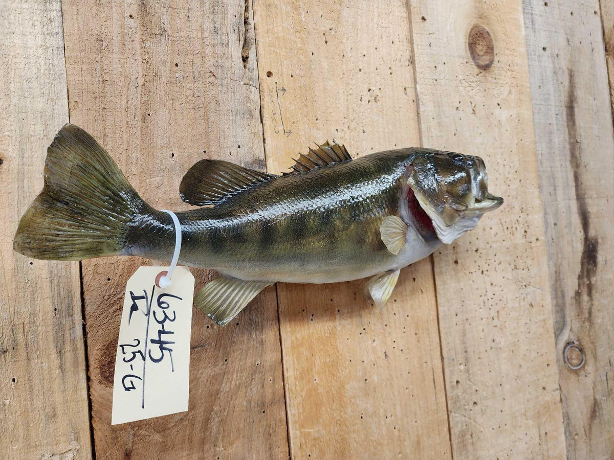 FH25G - 20" Bass Real Skin Fish Taxidermy