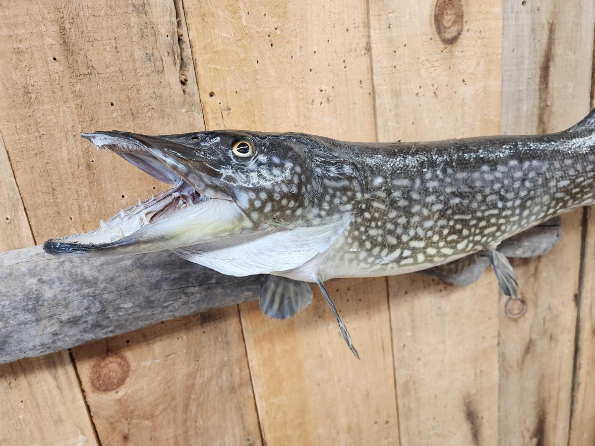 FH25O - 34" Northern Pike Real Skin Fish Taxidermy