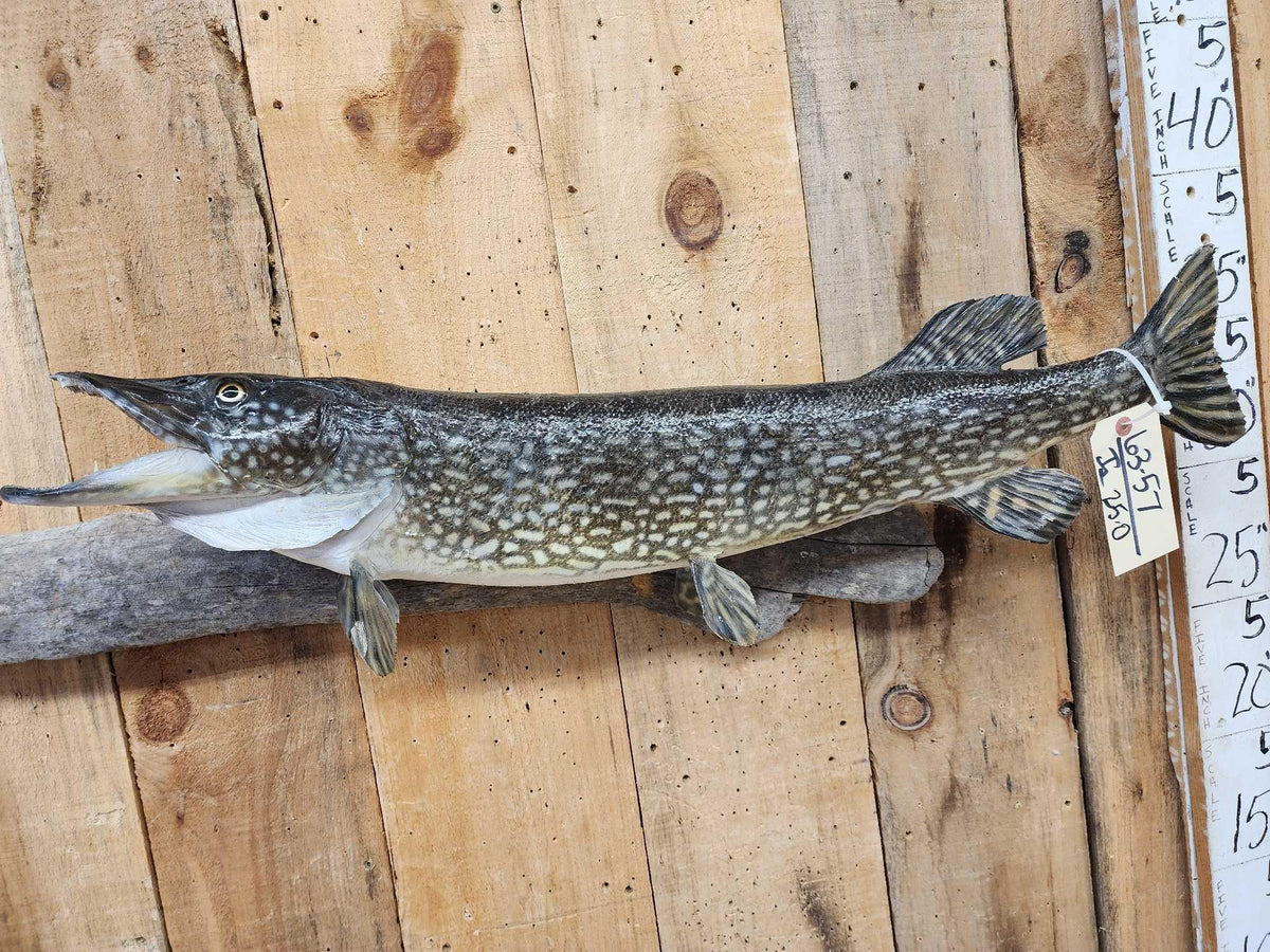 FH25O - 34" Northern Pike Real Skin Fish Taxidermy