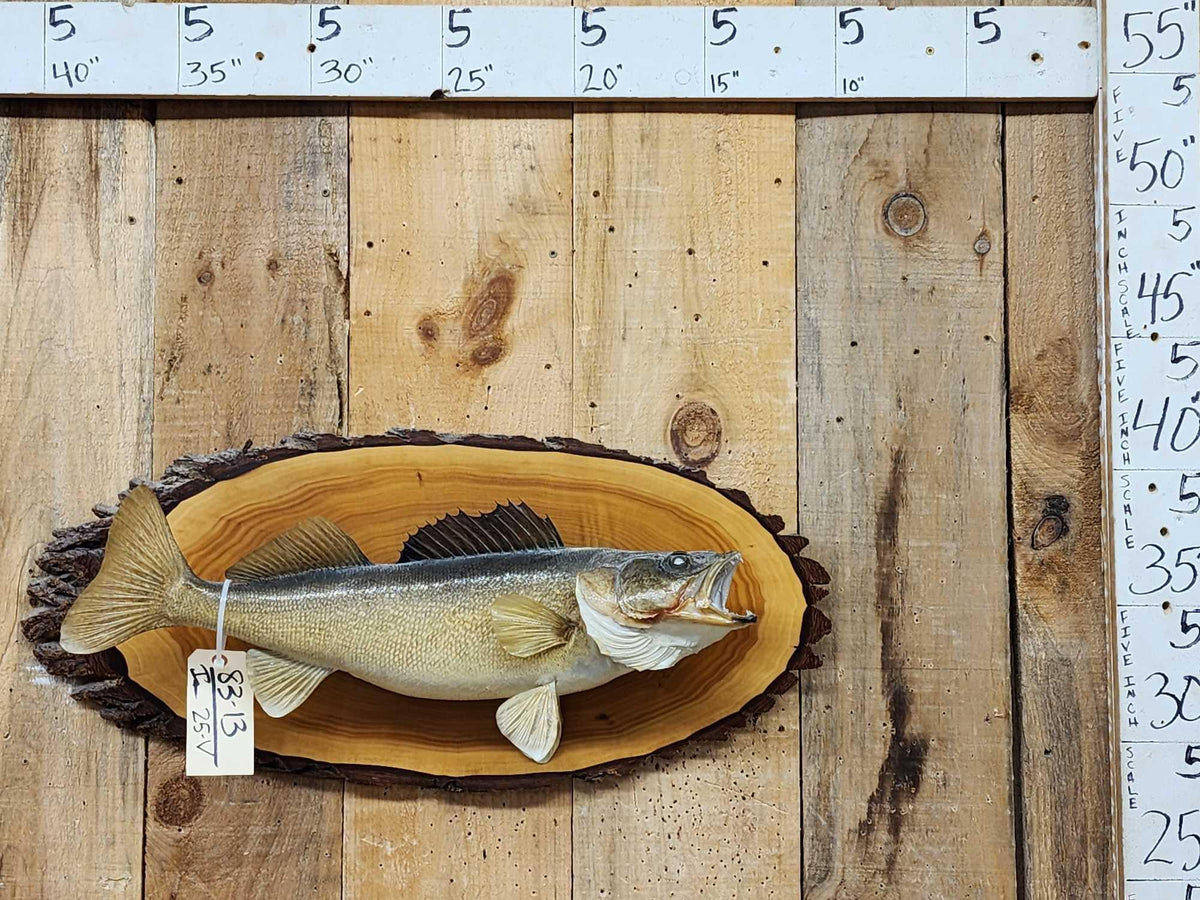 FH25V - 25" Walleye Real Skin Fish Taxidermy