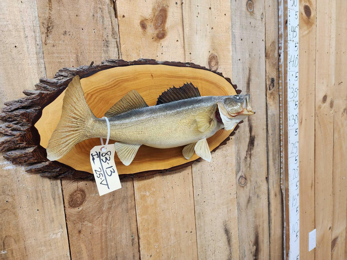 FH25V - 25" Walleye Real Skin Fish Taxidermy