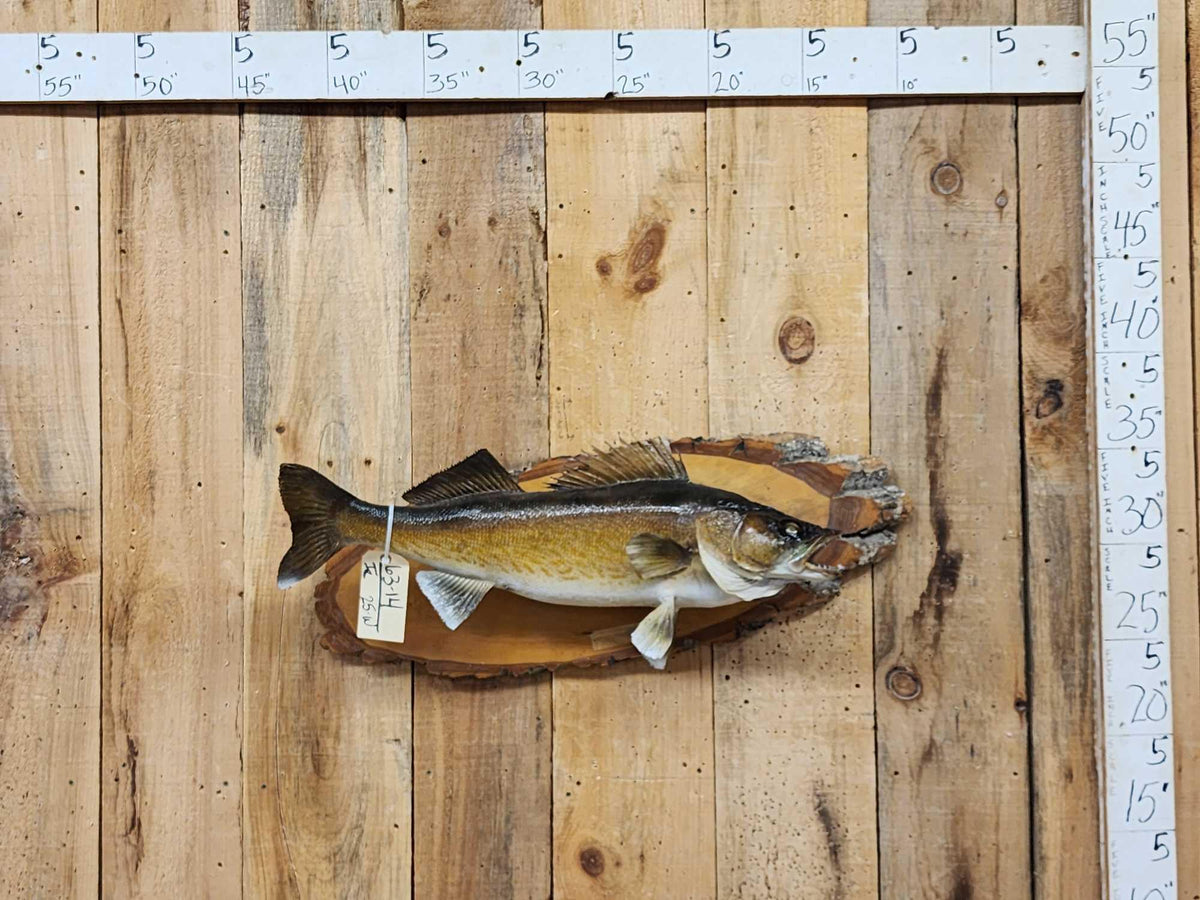 FH25W - 29" Walleye Real Skin Fish Taxidermy