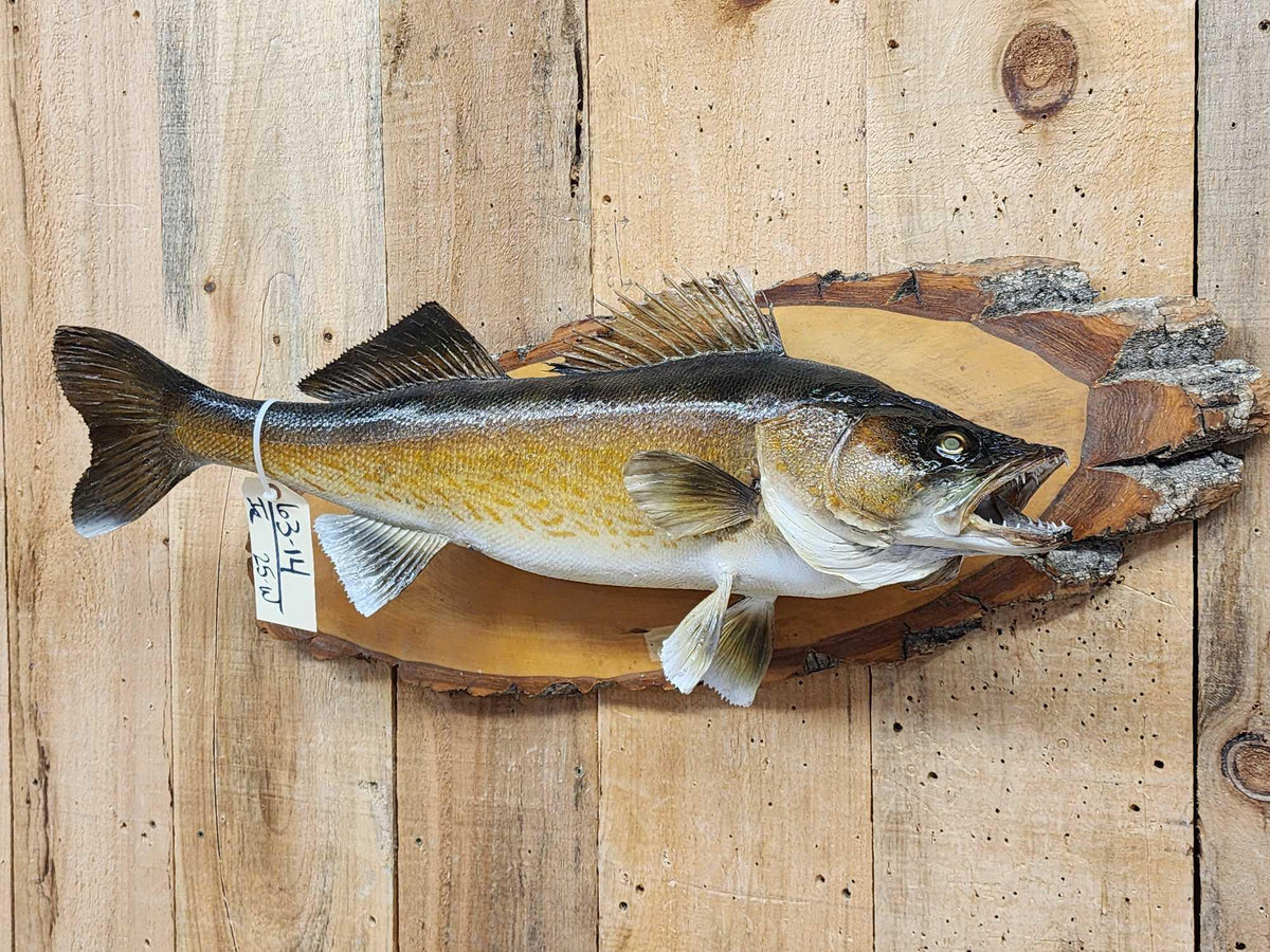 FH25W - 29" Walleye Real Skin Fish Taxidermy