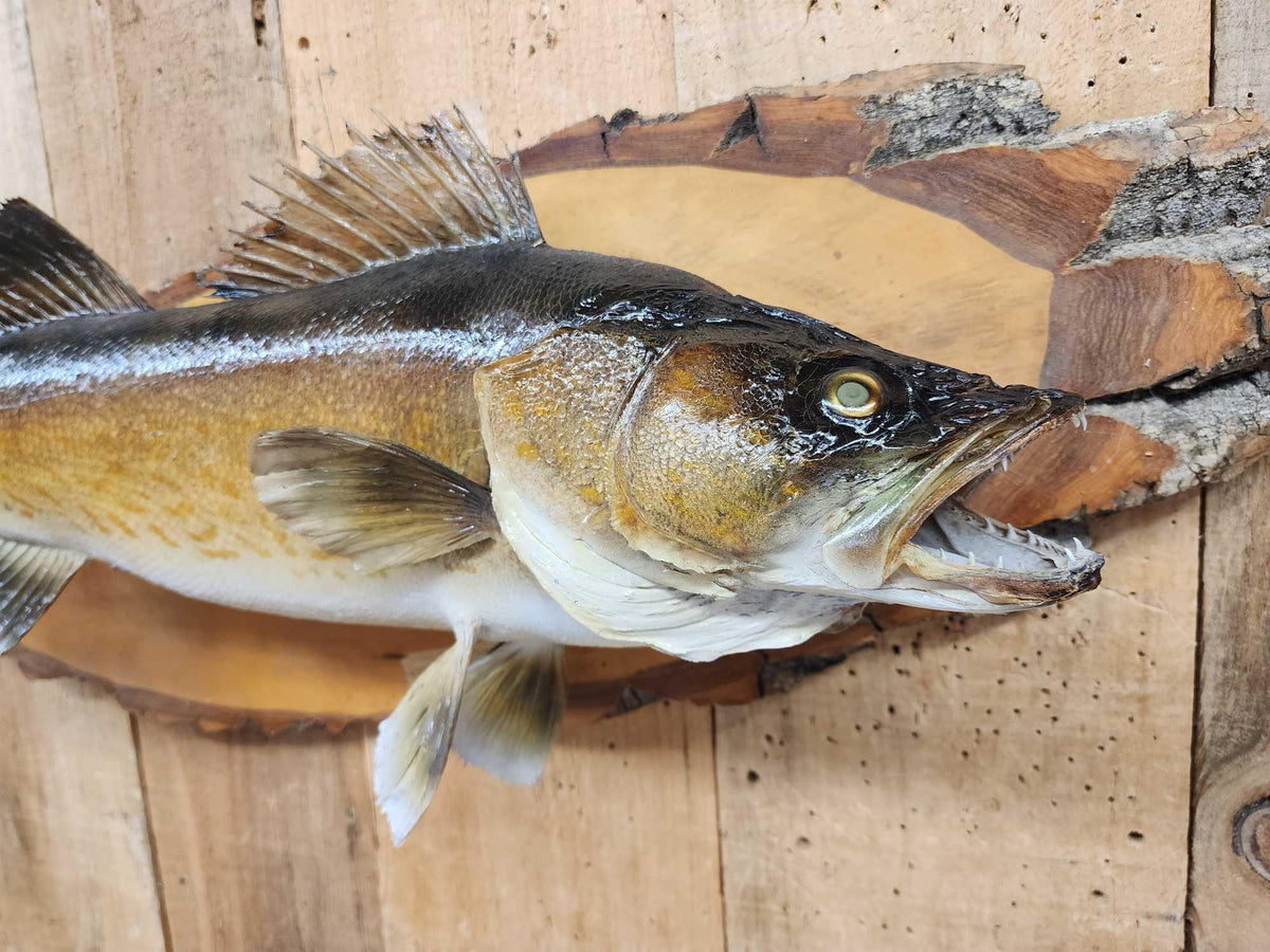 FH25W - 29" Walleye Real Skin Fish Taxidermy