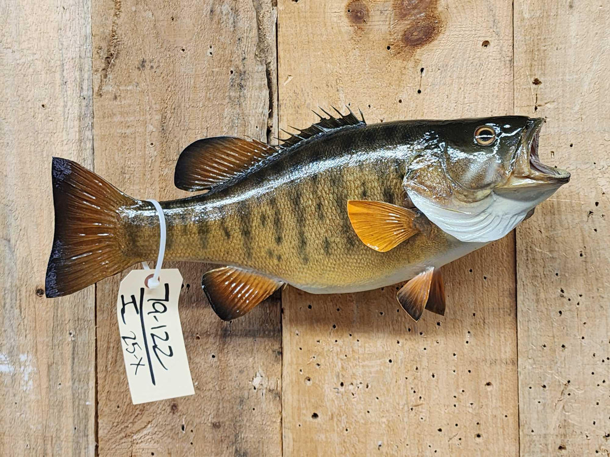 FH25X - 18" Smallmouth Bass Real Skin Fish Taxidermy