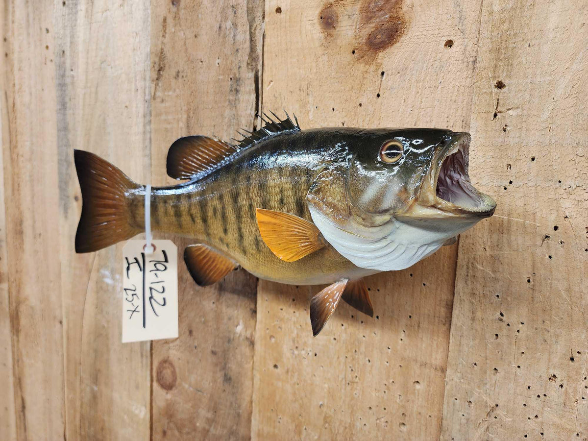 FH25X - 18" Smallmouth Bass Real Skin Fish Taxidermy