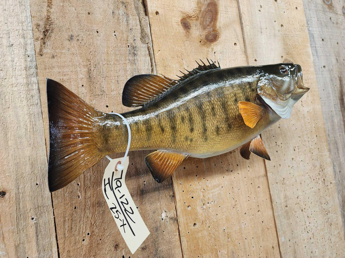 FH25X - 18" Smallmouth Bass Real Skin Fish Taxidermy