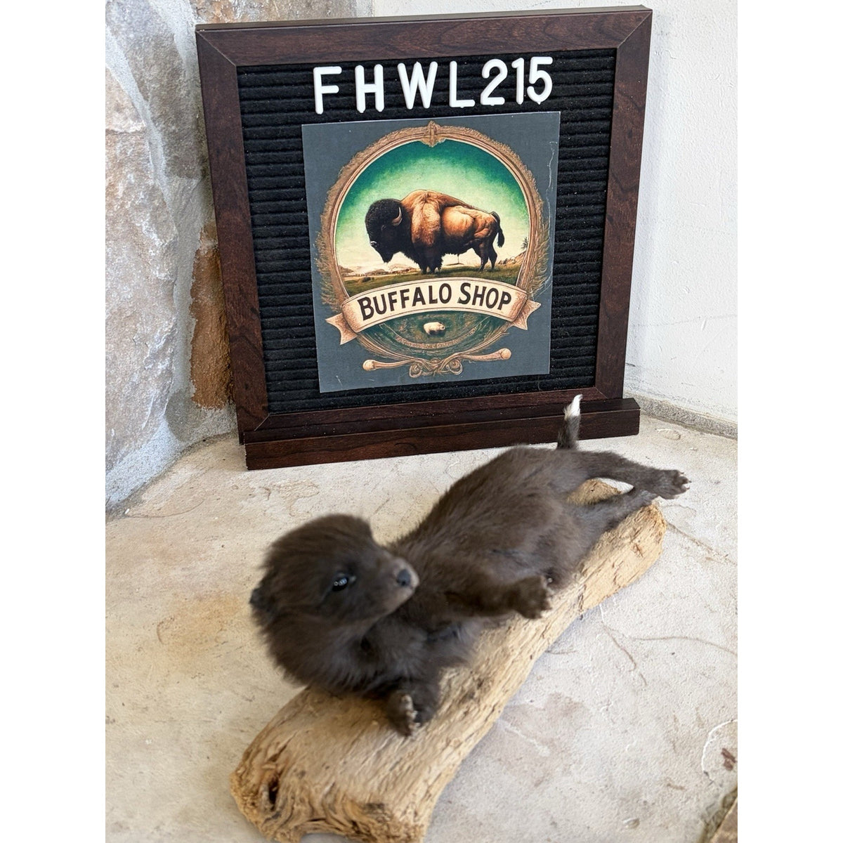 FHWL215 - Baby Fox Lifesize Taxidermy Mount Free Standing