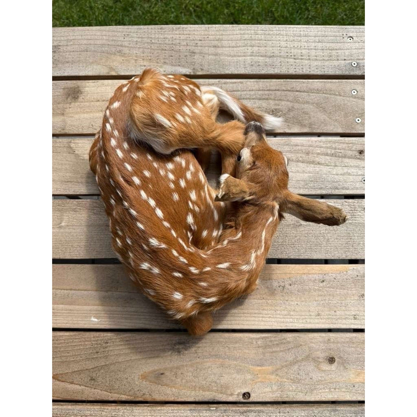 FHWAF2 - Fawn Lifesize Taxidermy Mount
