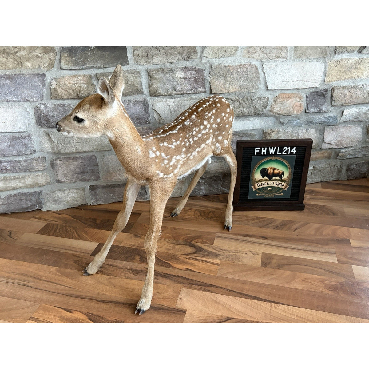 FHWL214 - Fawn Lifesize Taxidermy Mount Free Standing