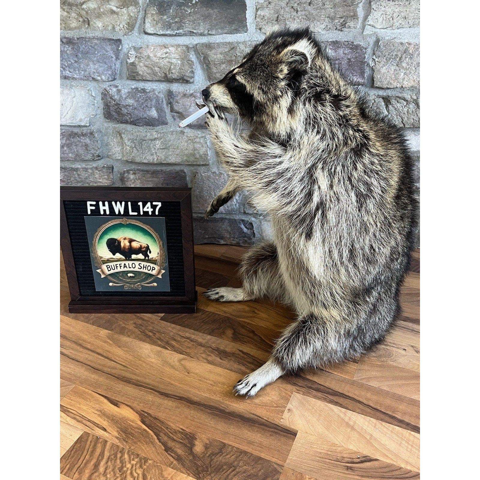 FHWL147- Fat Smoking Raccoon Taxidermy Mount