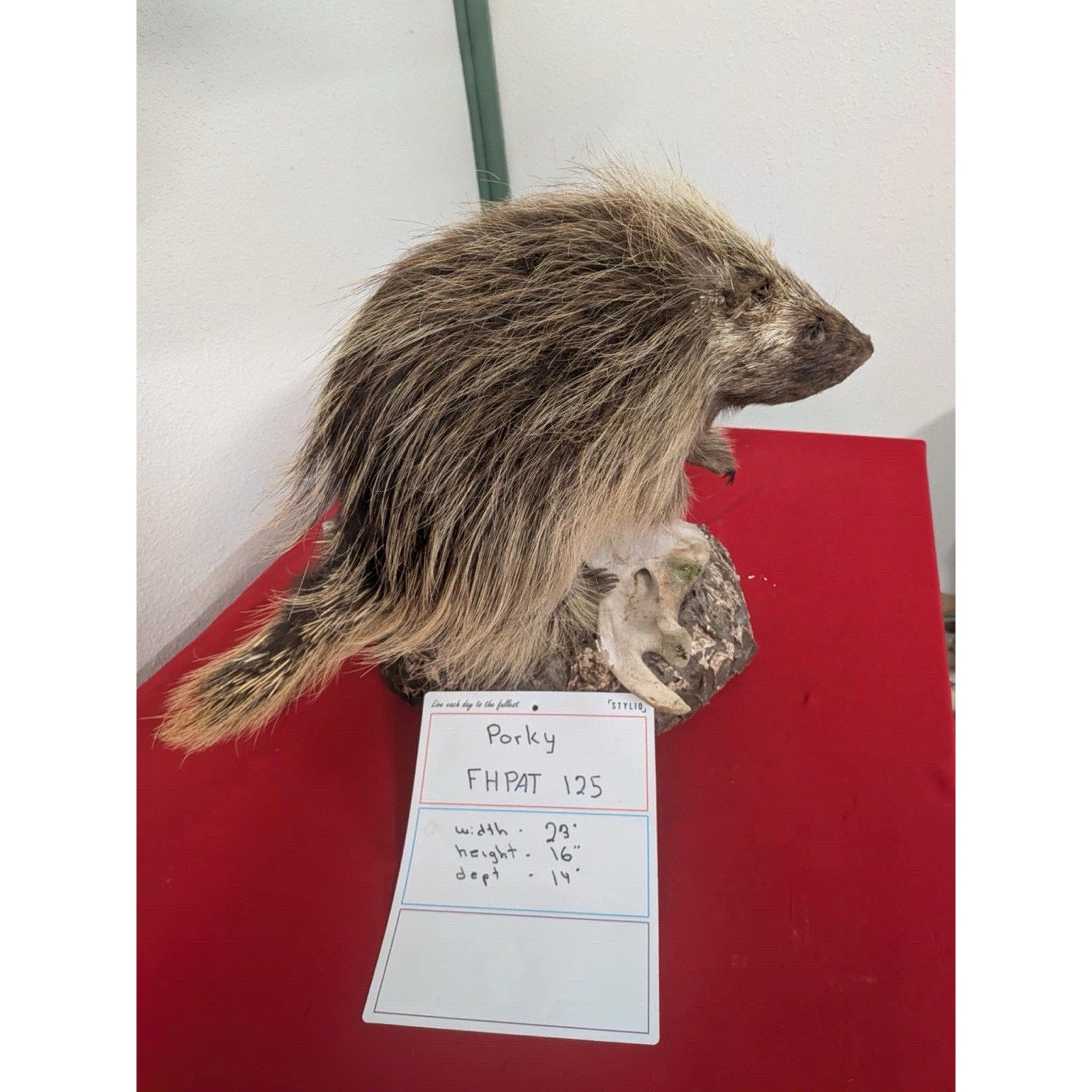 FHPAT125 - Beautiful Montana Prime Winter Porcupine Taxidermy Mount