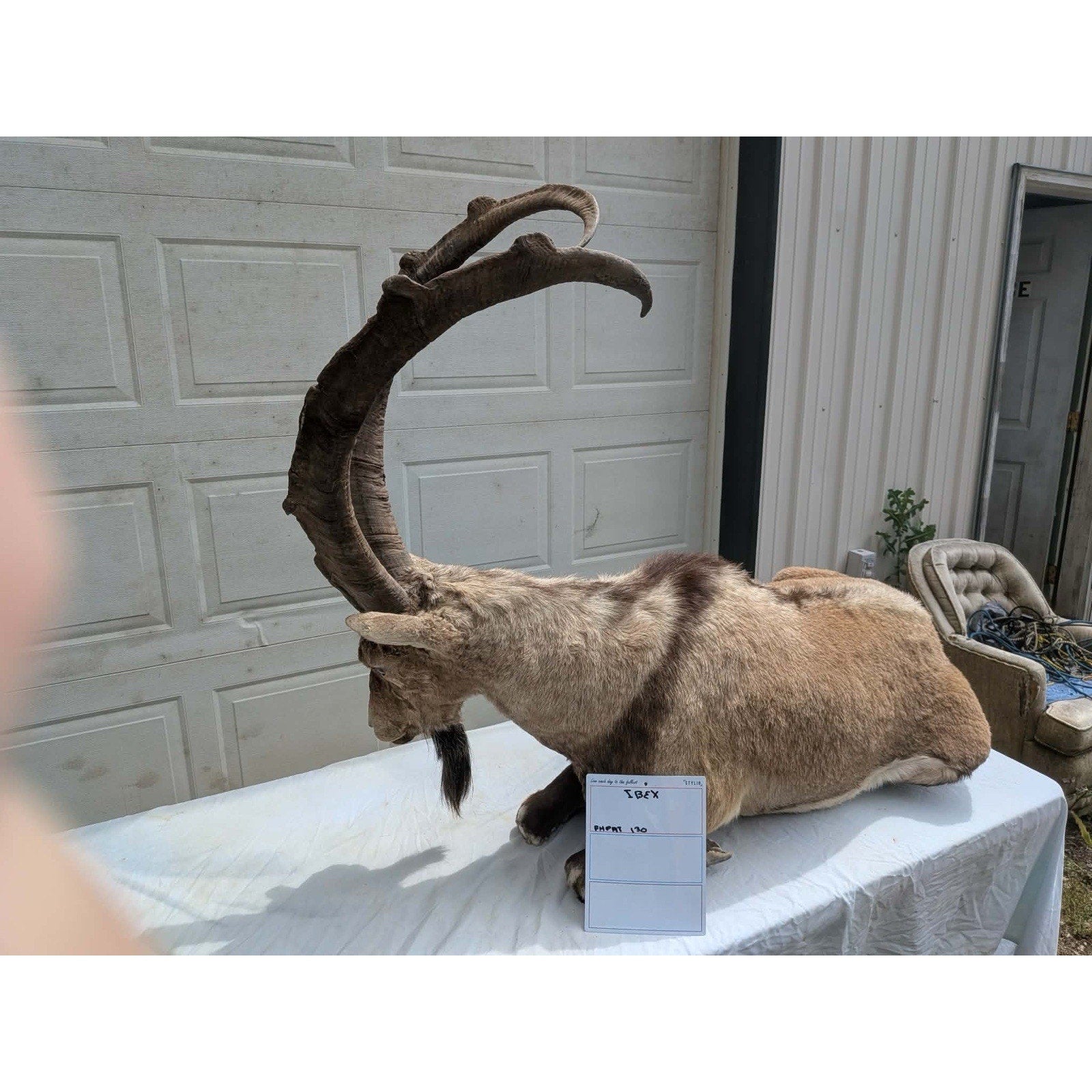 FHPAT - XL Ibex Taxidermy Full Body Mount