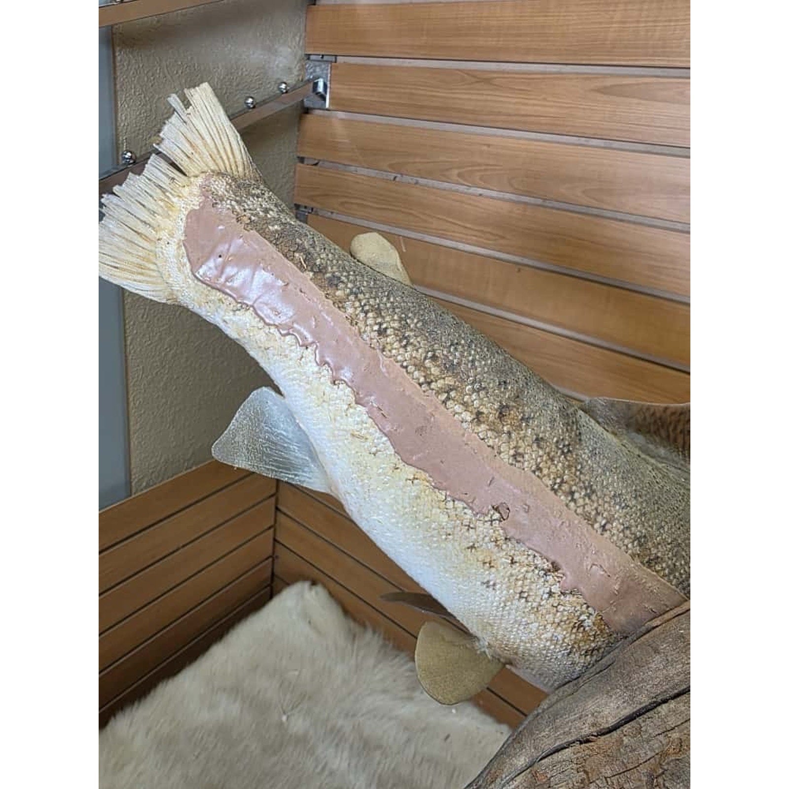 JTV216 - Real Skin Trout Fish Taxidermy Mount 21”
