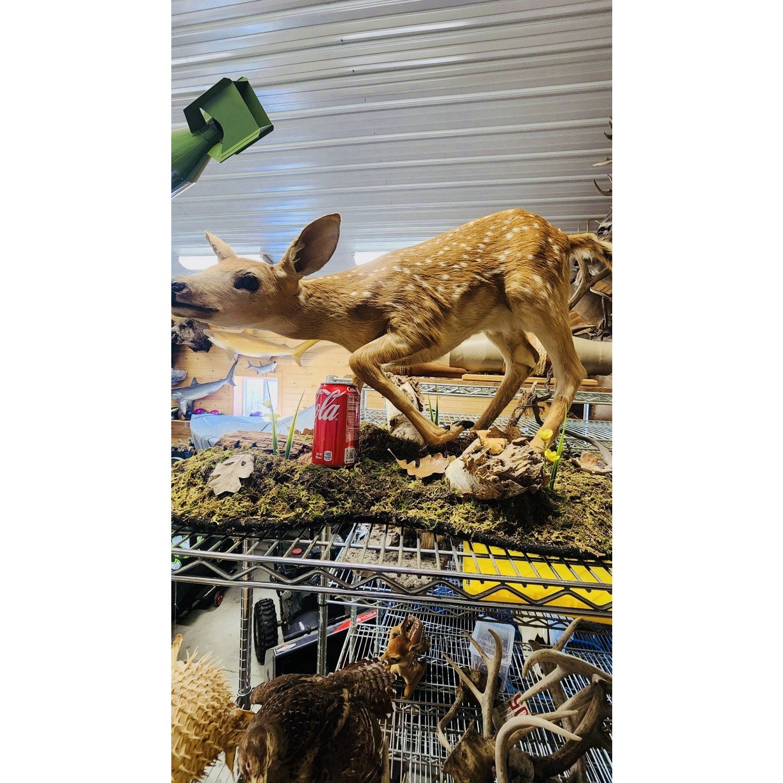 FHFAWNBRAD2 - Baby Deer Fawn tiny taxidermy mount