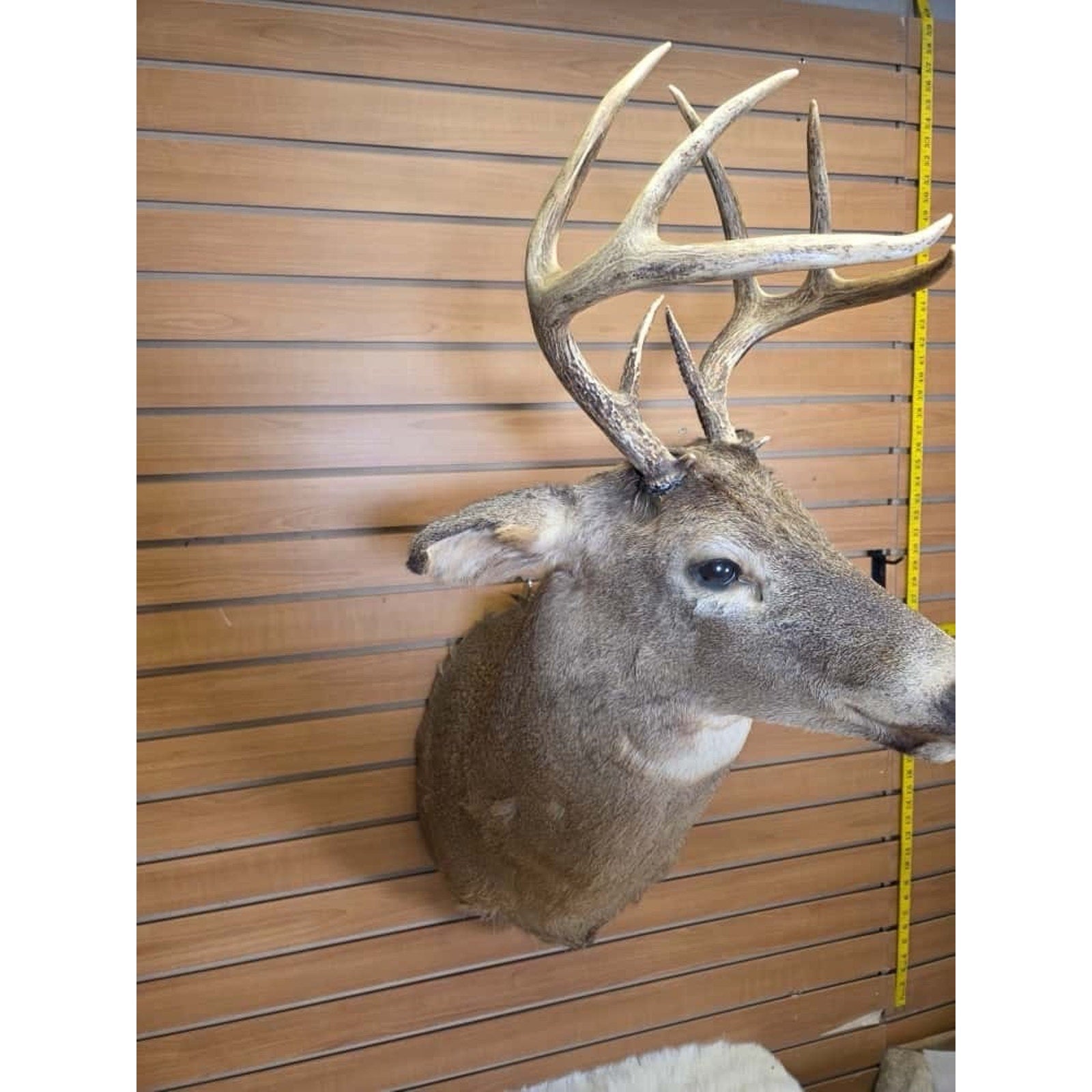 FHMN13- Whitetail Deer Real Antler Deer Taxidermy Mount