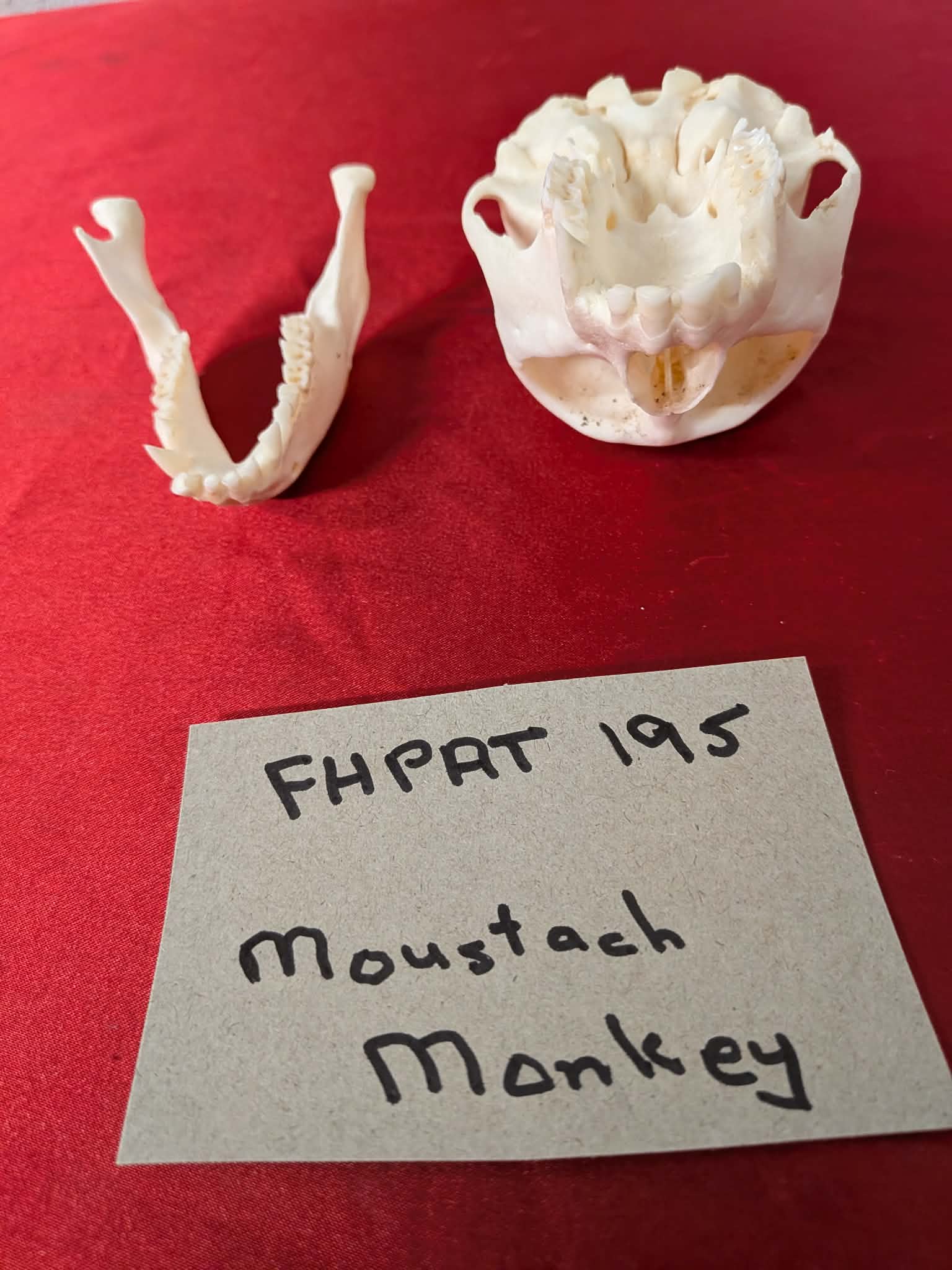 FHPAT195 - mustached real monkey skull