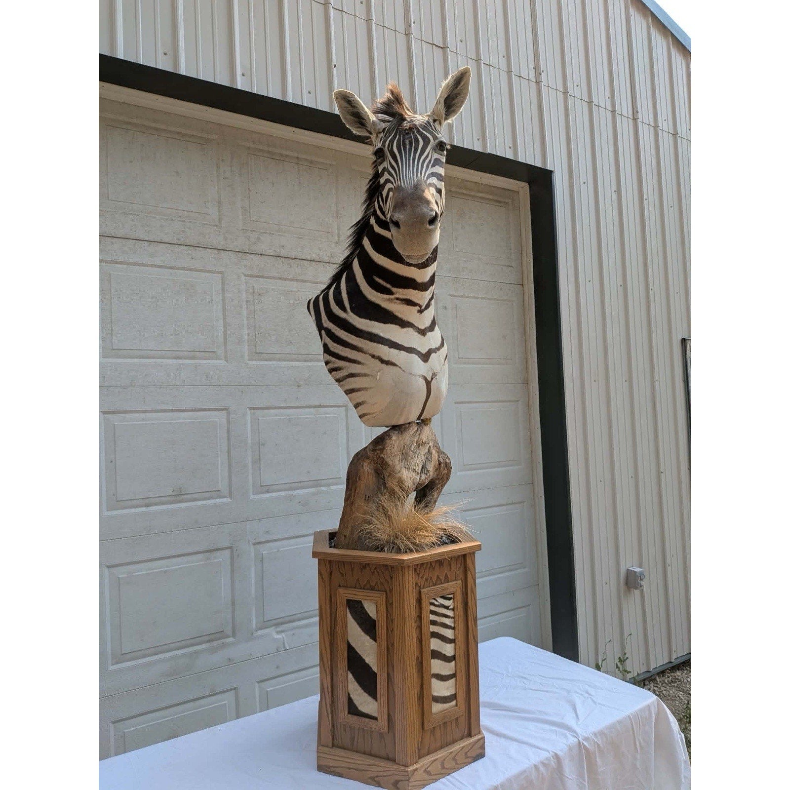 FHPATZE1- RARE Zebra Taxidermy Mount Free Shipping