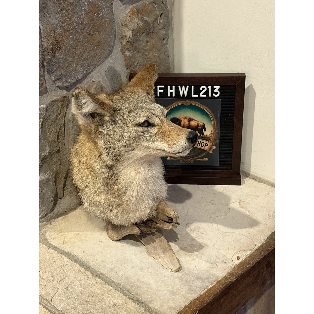 FHWL213 - Coyote Shoulder Museum Quality mount Taxidermy