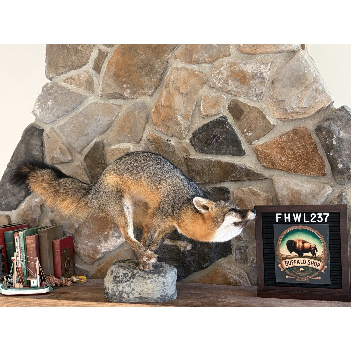 FHWL237- Grey Fox Taxidermy Full Body Mount Cabin Camp Man Cave