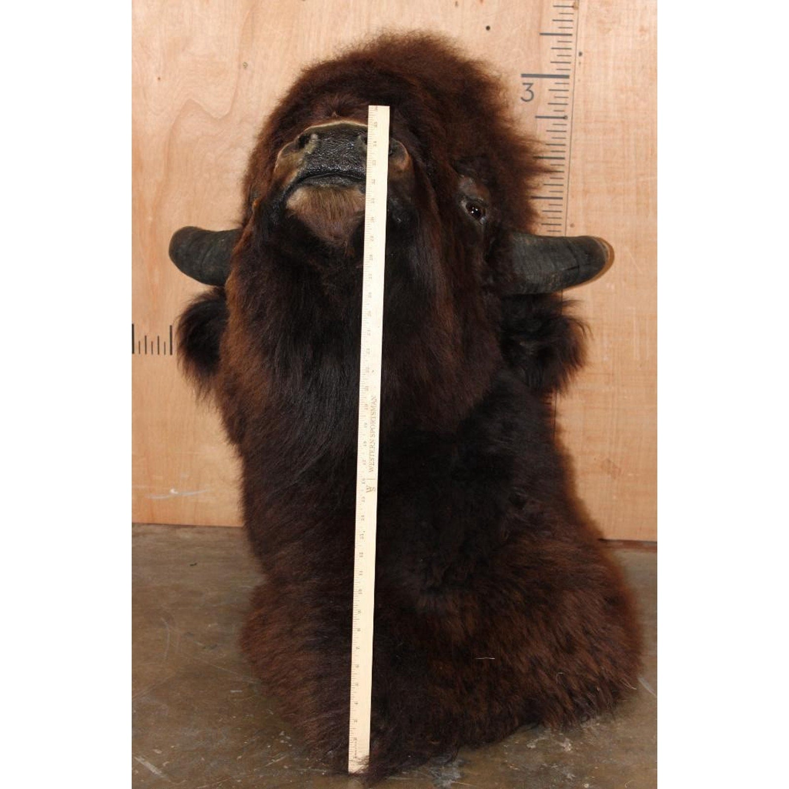 FHBRENT1 - XXL BISON Shoulder Mount Taken in the Northwest Territory (Canada)