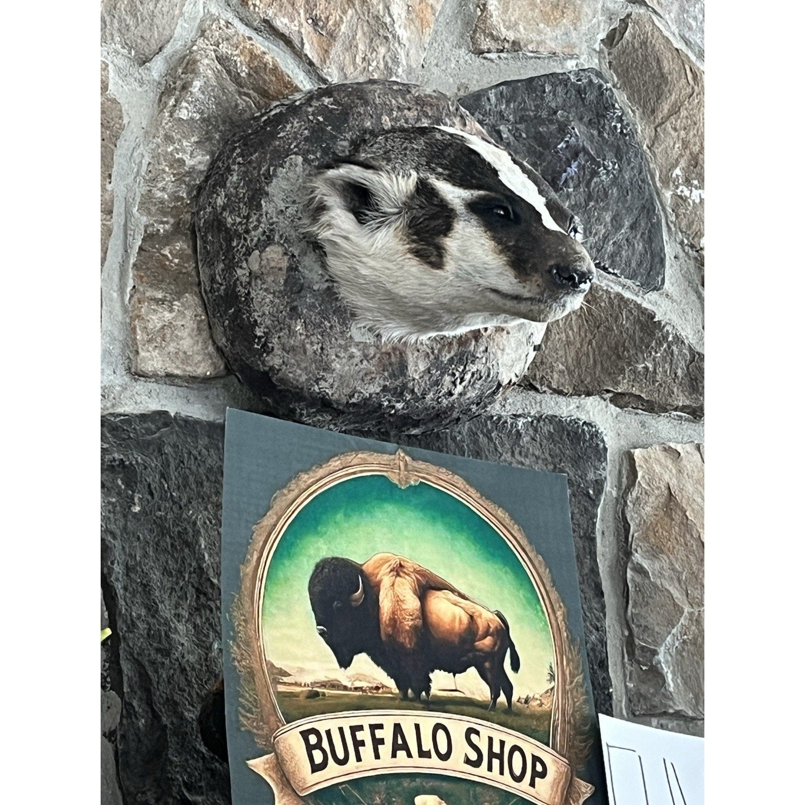 FHWL52 - Badger Shoulder Museum Quality mount Taxidermy
