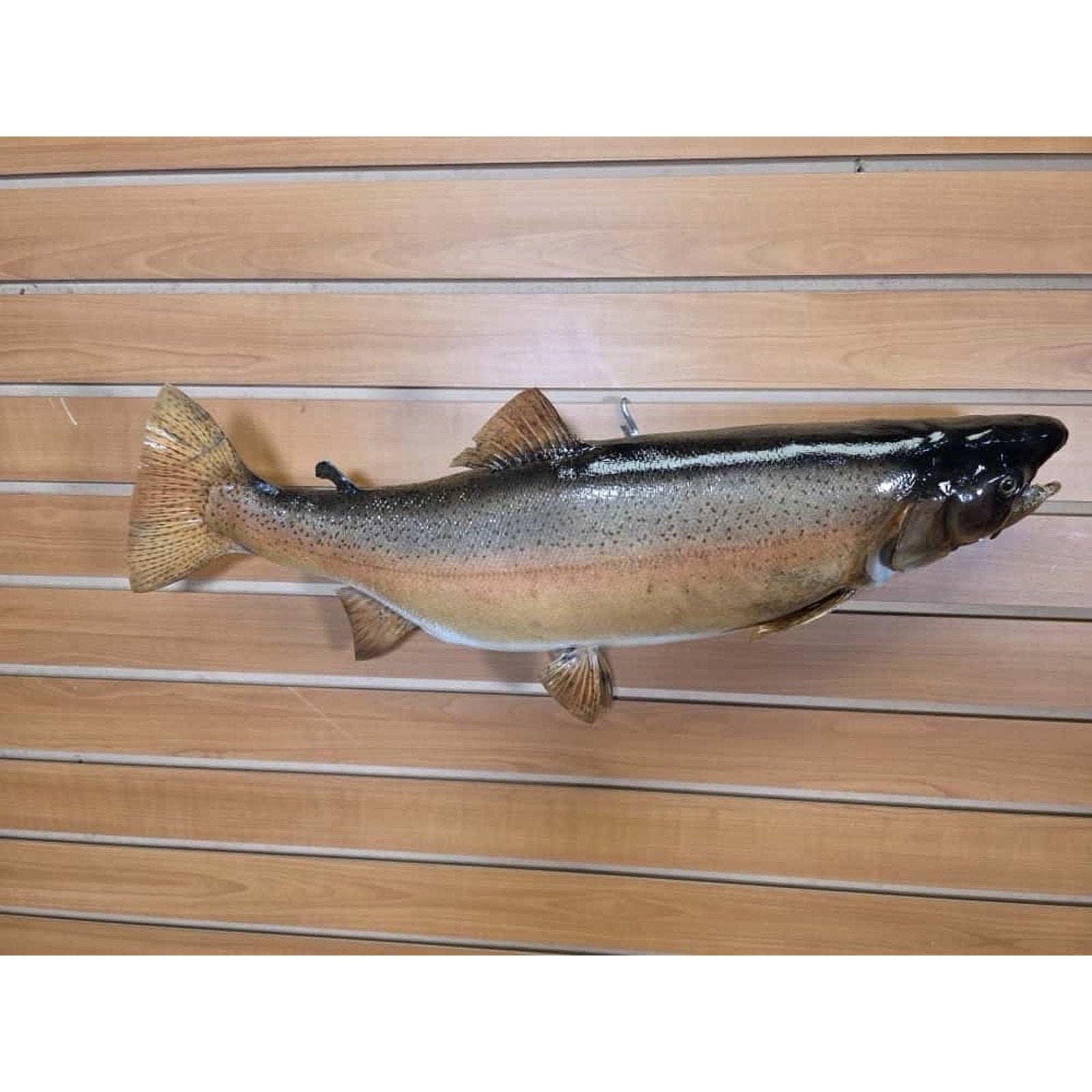 JTV214 - Real Skin Trout Fish Taxidermy Mount 25”